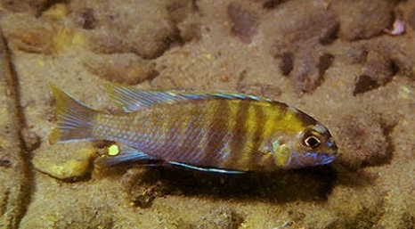 Tropheops sp. 'weed' Kande Island